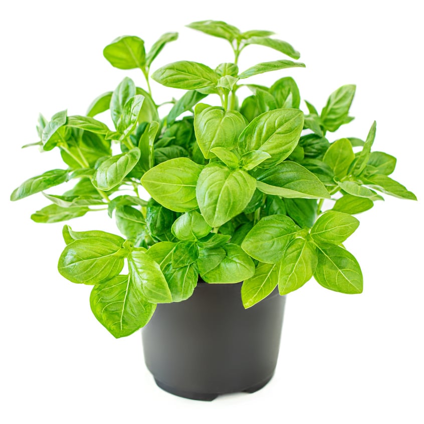 Fresh Basil Leaves in a Pot