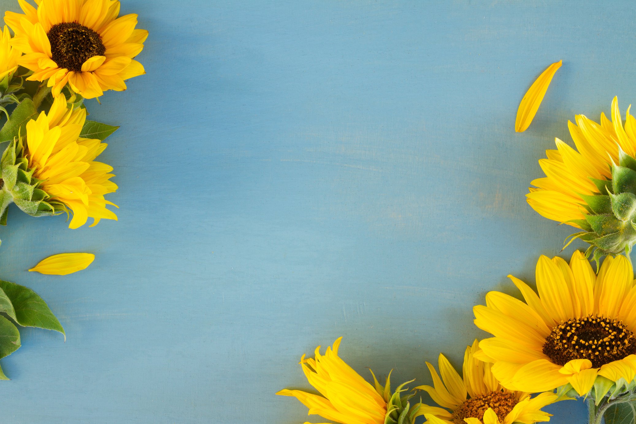 Sunflowers on Blue Background