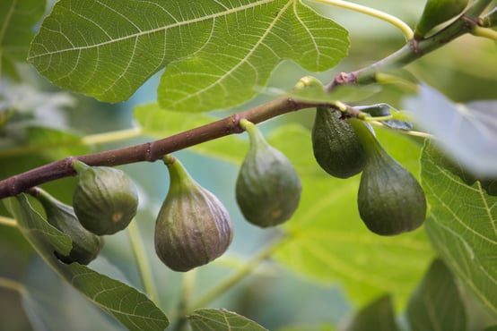 Ripe figs on a fig tree