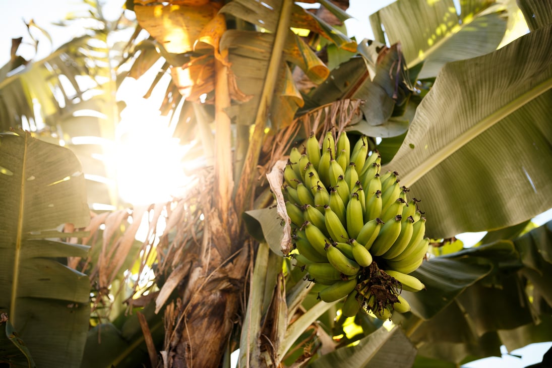 Green bananas on banana tree