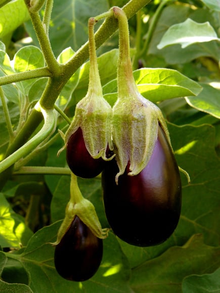 eggplant