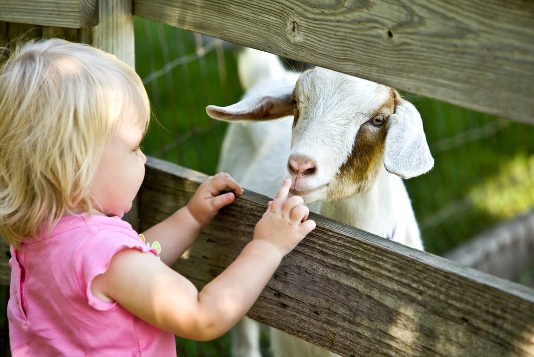 Petting Zoo Child and Goat